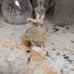 Vintage Dresden Ballerina lace green