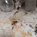 Vintage Dresden Ballerina lace green