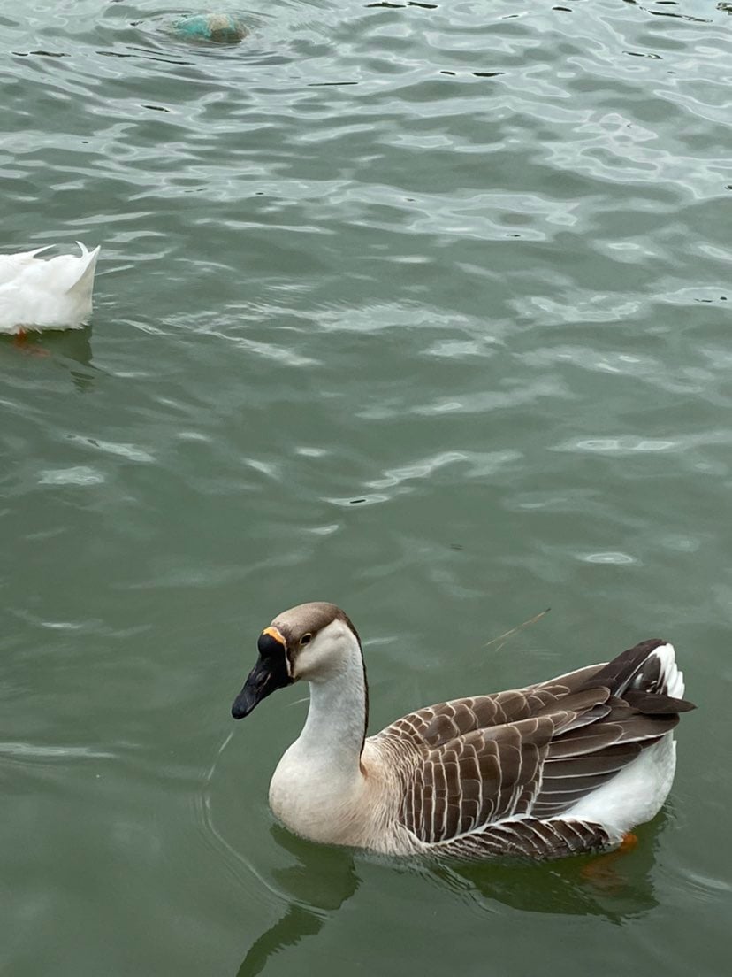Duck photography