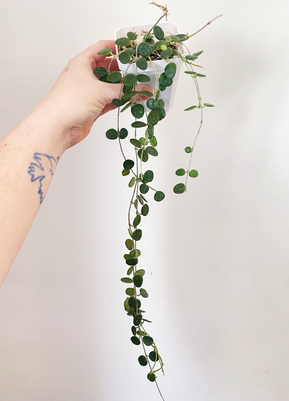 Hoya Serpens Trailing House Plant With Peduncle