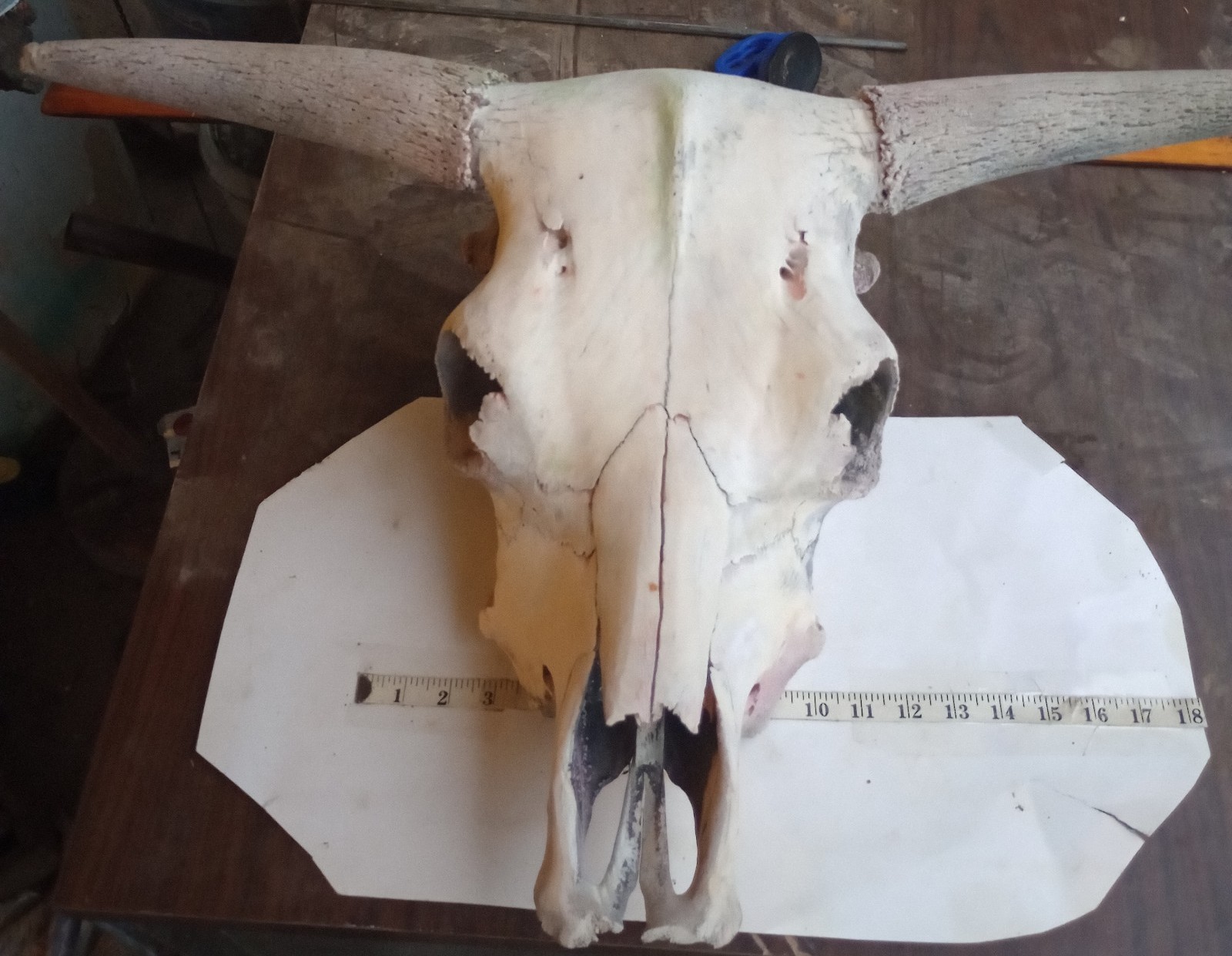 Large Real Cow Skull
