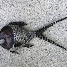 Mid century modern mixed metal fish