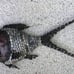 Mid century modern mixed metal fish