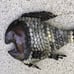 Mid century modern mixed metal fish