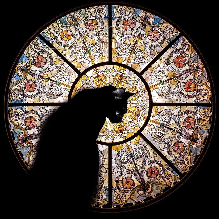 Wooden Jigsaw Puzzles Adults | Cathedral Cat | 372 Pieces