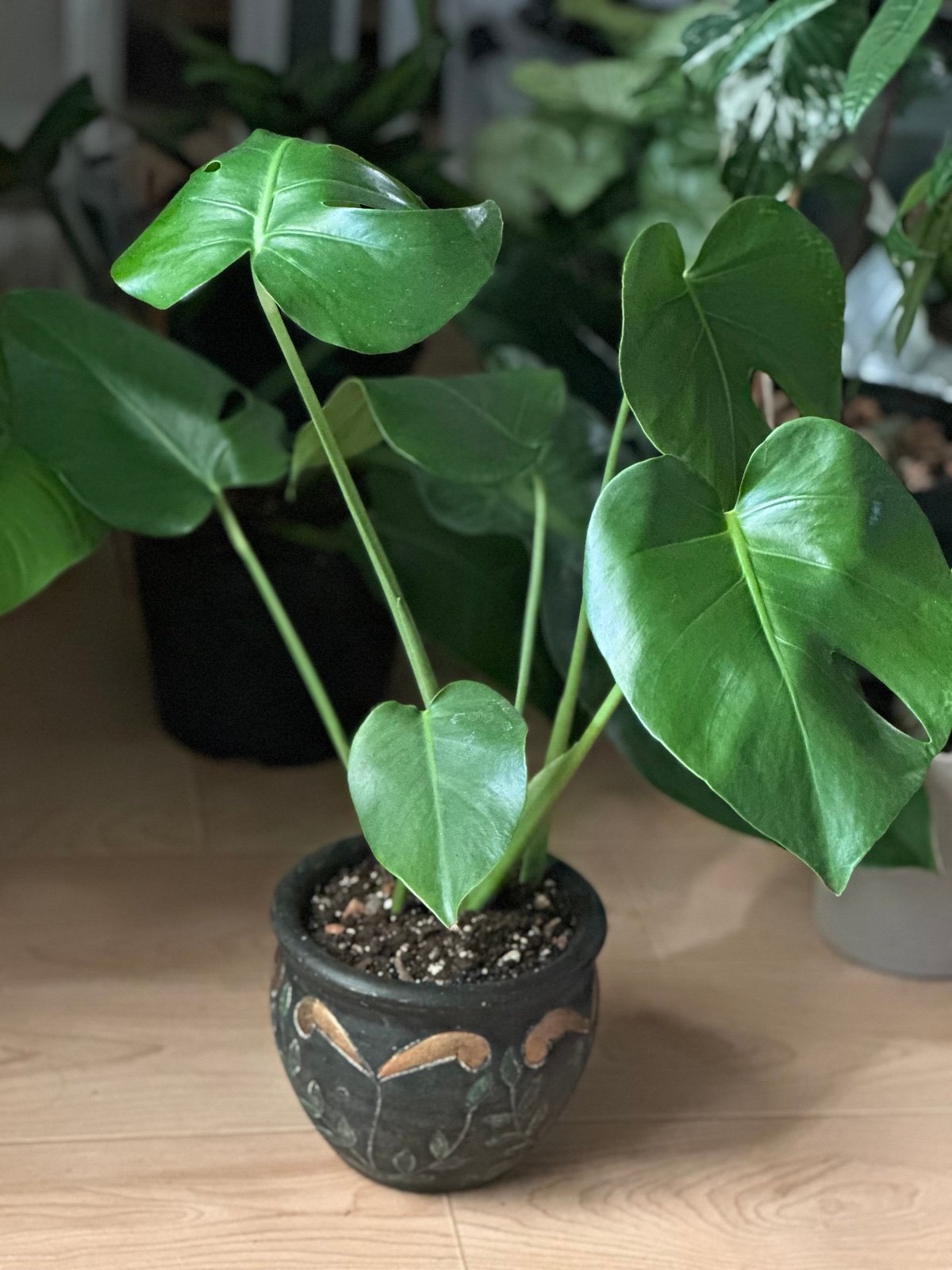 Monstera Plant