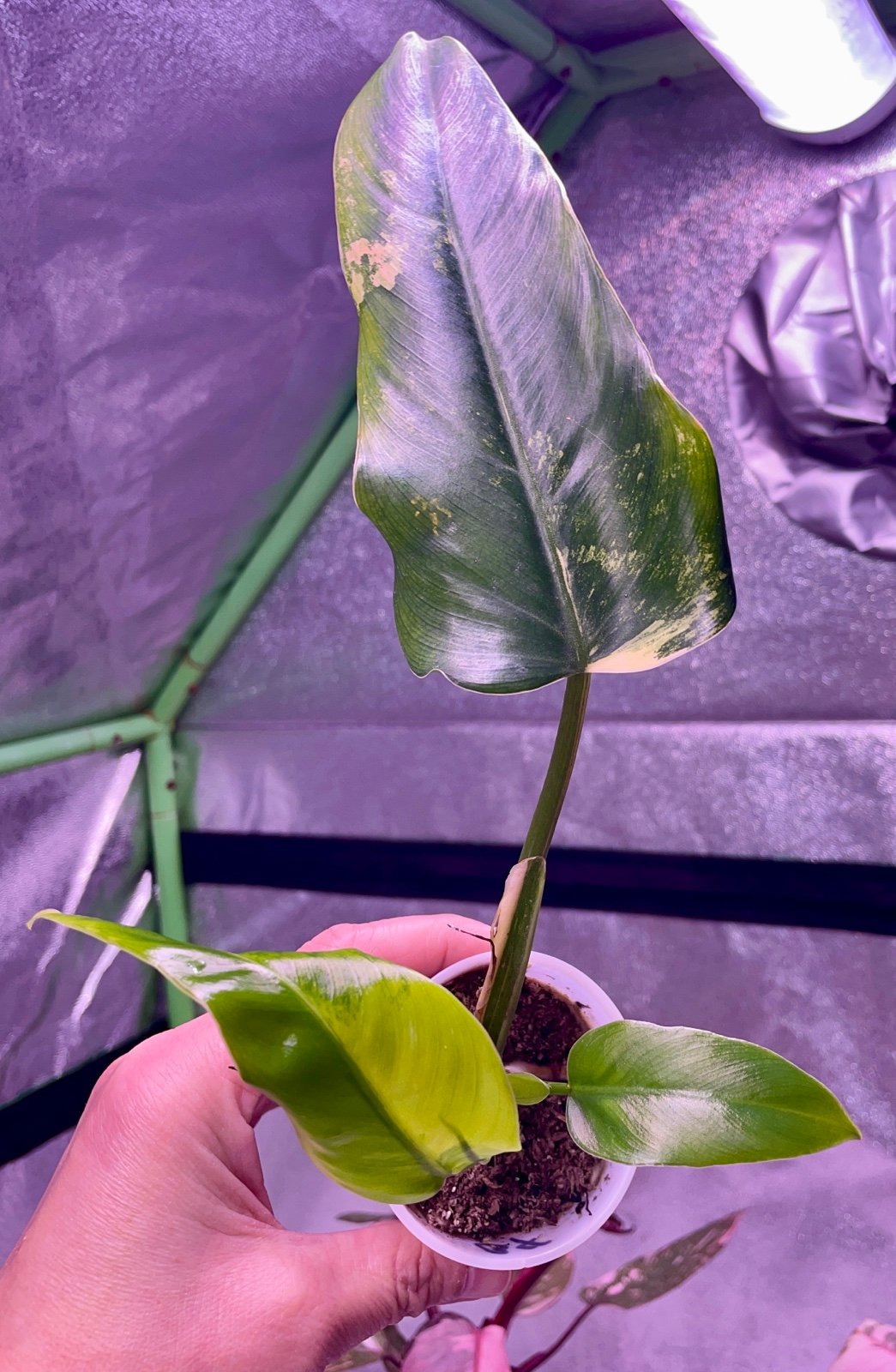 Variegated Philodendron Domesticum w/FREE priority shipping