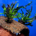 Lace Leaf Java Fern attached to half tube coconut hide