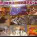 GAMERA vs LEGION Encyclopedia Book Bundle of 2. + BONUS - a 100.00 Value