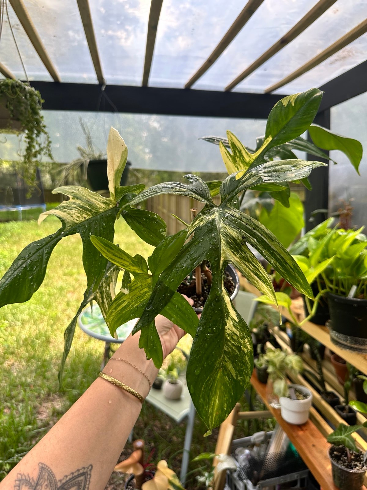Var. Florida Beauty