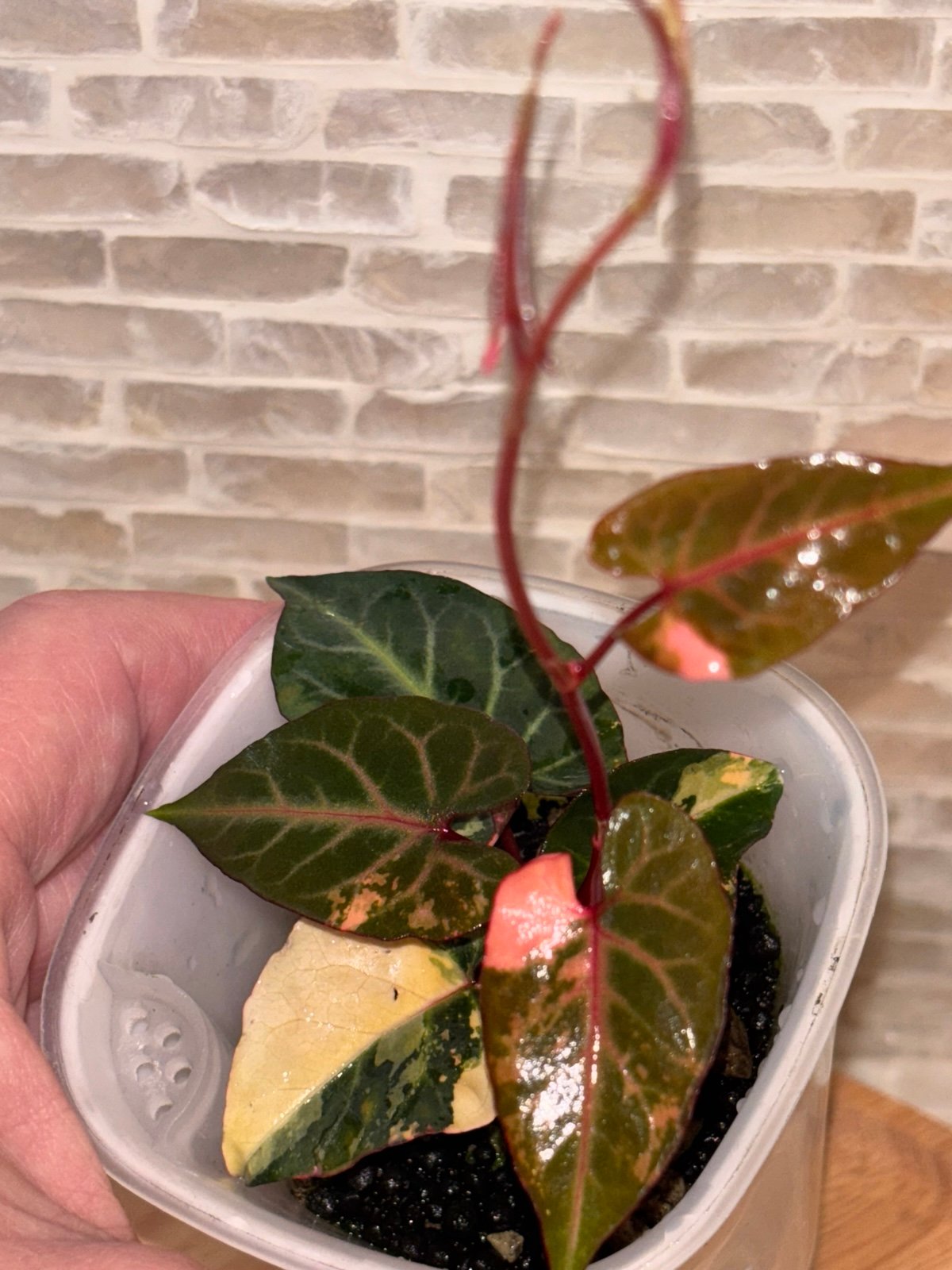 Fallopia Multiflora variegated/shipping included