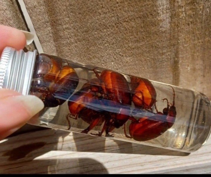 Vial of June bugs