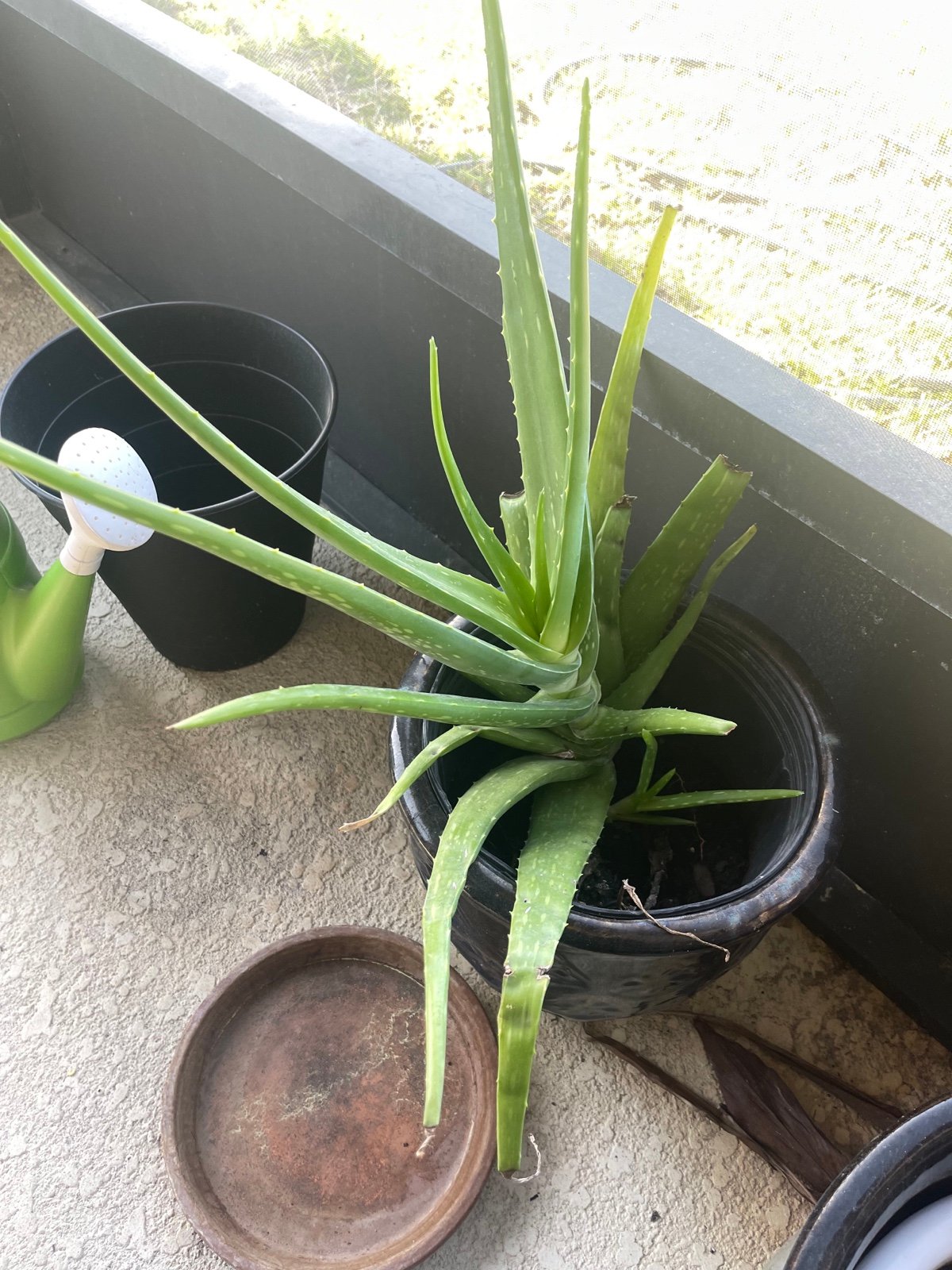 HUGE Decorative Aloe Plant Entire Plant