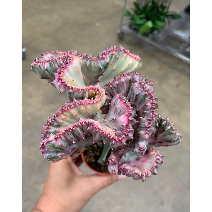 Rare Crested Plant Euphorbia Lactea Cristata