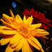 Sony Cybershot DSC-W650