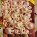 Pearls by Fred Ward Revised Edition Signed