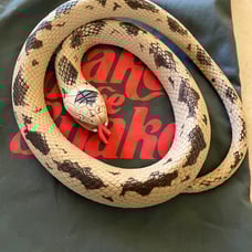 Jake the snake toy snake and bag