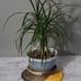 Bozama Plant Mat: Gold & Black