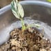 Philodendron Emerald King Variegated