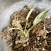 Philodendron Emerald King Variegated
