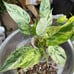 Philodendron Emerald King Variegated