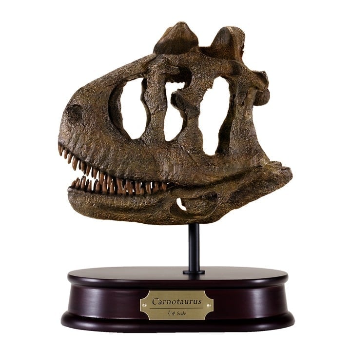 Carnotaurus Dinosaur Skull Model 1/4 Scale Replica by DinoStoreus