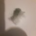A piece of cheap pillow stuffing