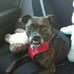 Dog car harness/ restraint