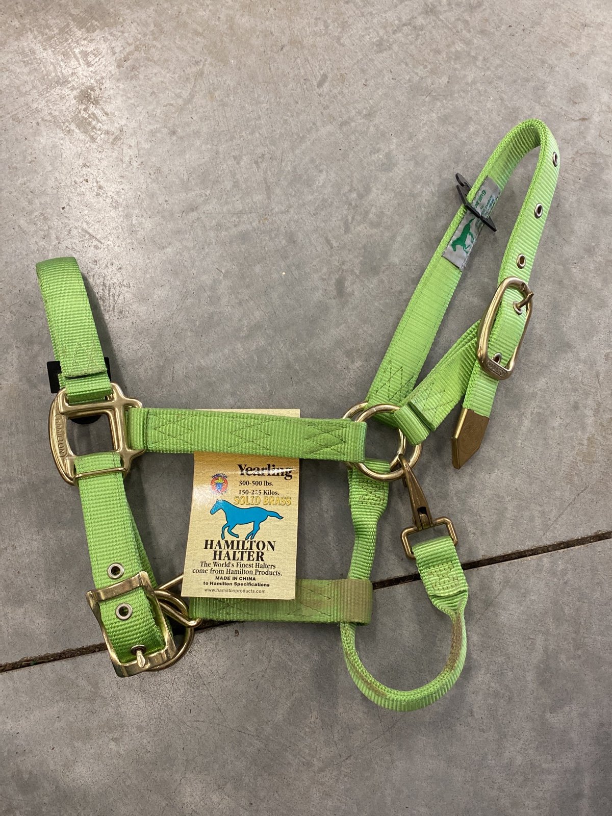 horse halter yearling