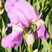 10 Iris Bulbs