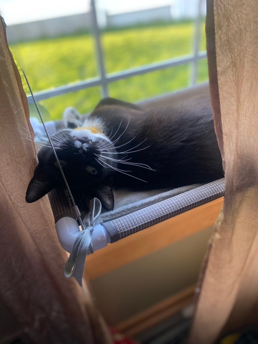 Cat window mounted hammock pet bed