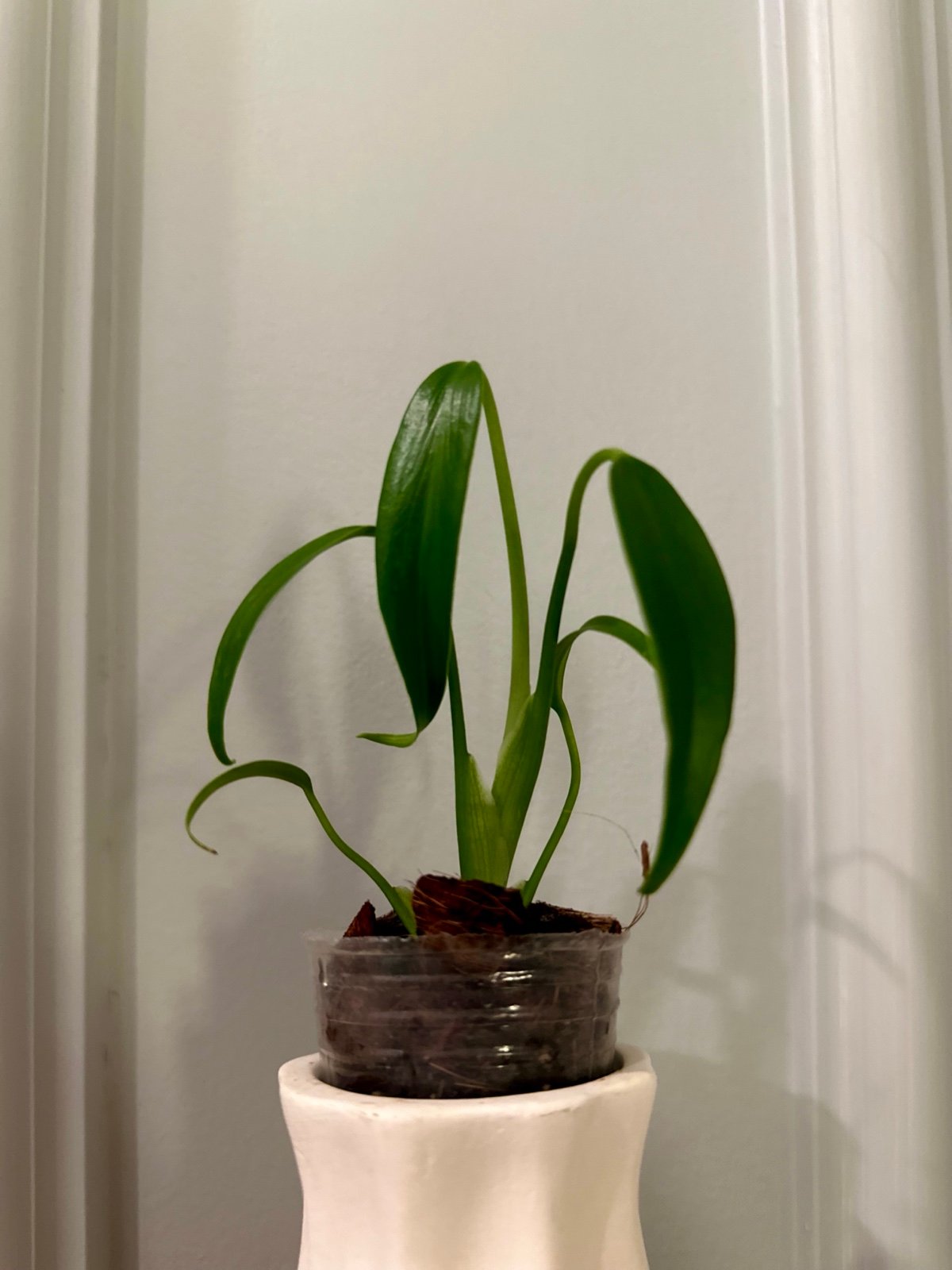 Monstera Burle Marx Flame