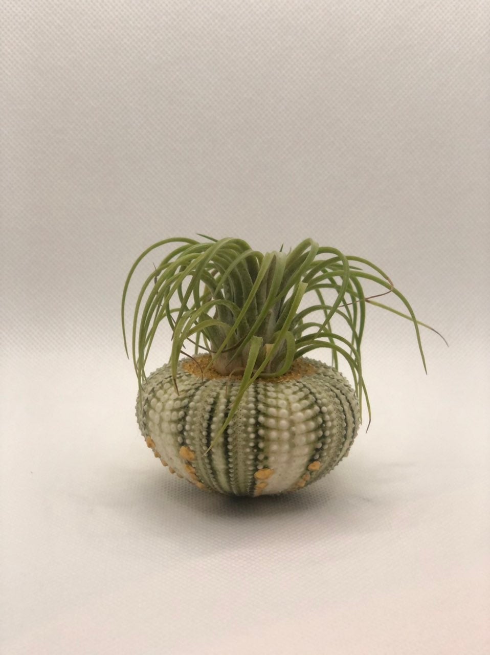 Sea Decoration with airplant