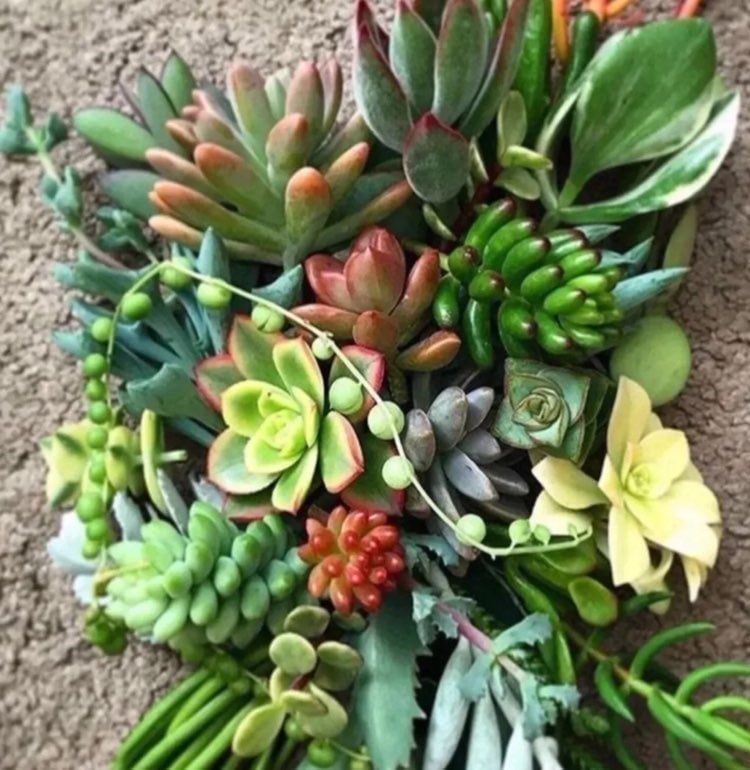 Succulent clippings bundle