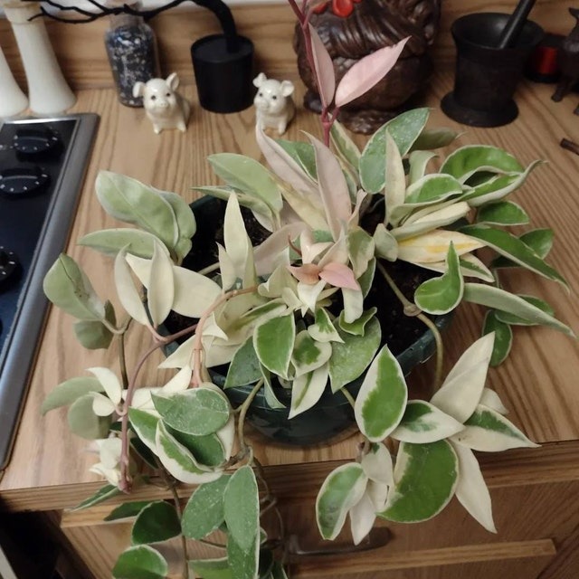 Hoya Krimson Queen Hi-Color Hanging Basket, 8 Pot, Pink & White Variegation!