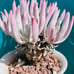 Crassula arborescens undulatifolia Blue Bird