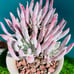 Crassula arborescens undulatifolia Blue Bird
