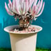 Crassula arborescens undulatifolia Blue Bird