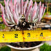 Crassula arborescens undulatifolia Blue Bird