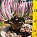 Crassula arborescens undulatifolia Blue Bird