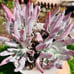 Crassula arborescens undulatifolia Blue Bird