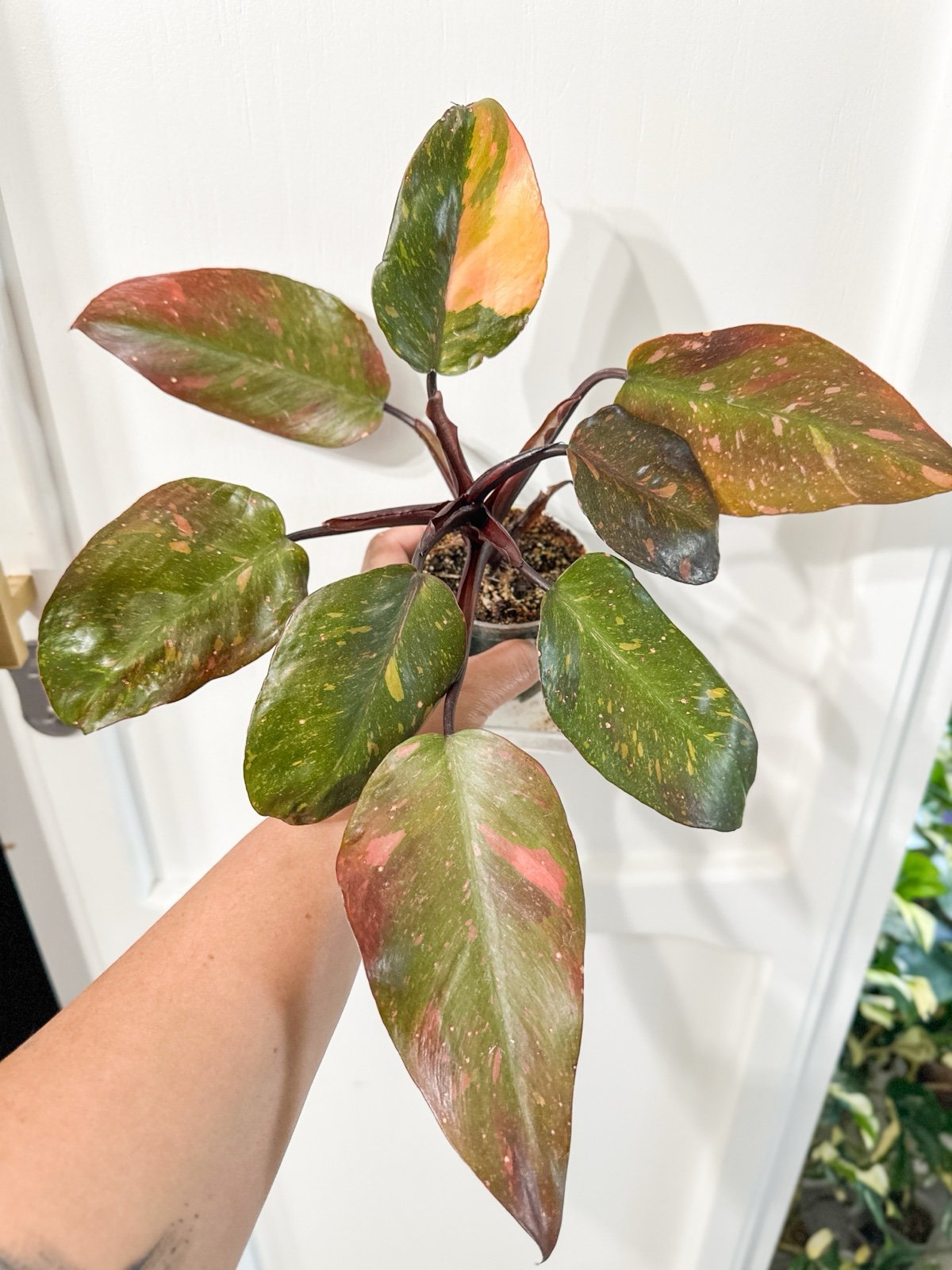 orange princess philodendron