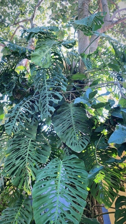 monstera esqueleto cutting ! very rare