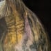 Oil Painting of Horse by Mariella -size 11 x 14 inches