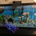 10 gallon fish tank with stand