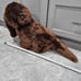 Vintage 18 Tall Applause Sesame Street Snuffleupagus Plush Large