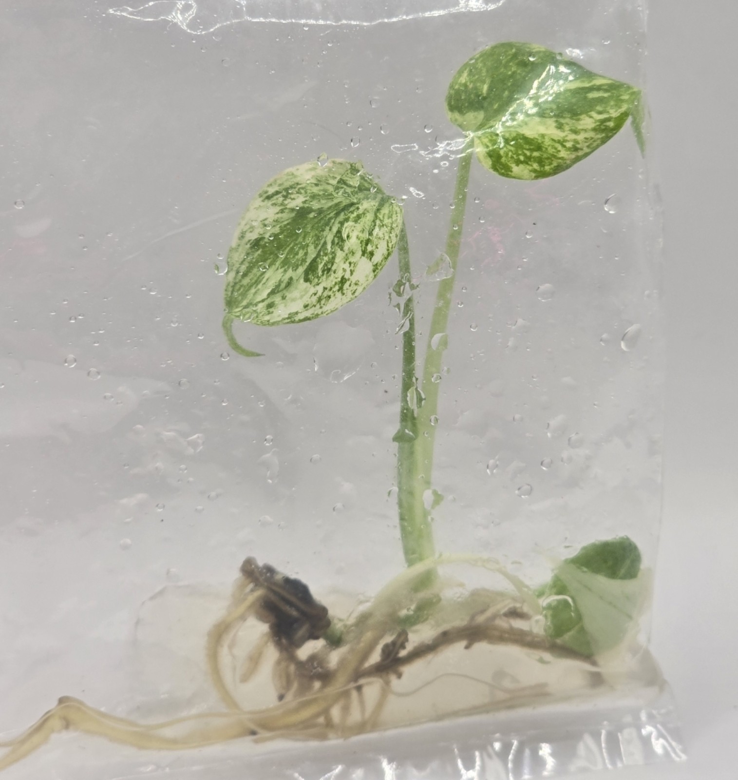 Monstera White Monster Tissue Culture (Growers Choice)
