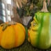 Halloween Pumpkin Heads with Glasses (set)