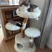Natural Wood Modern Cat Tree with Toy, Ivory, Large