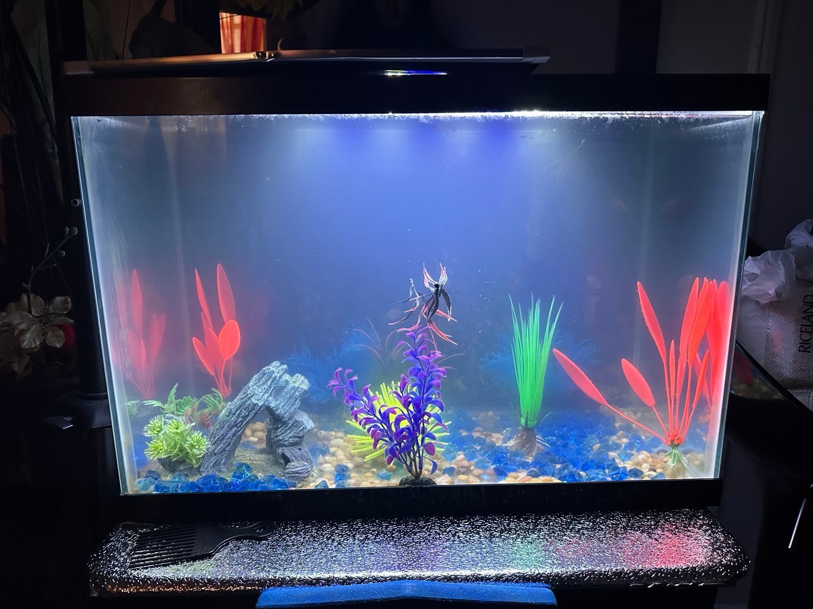 20 gallon fish tank